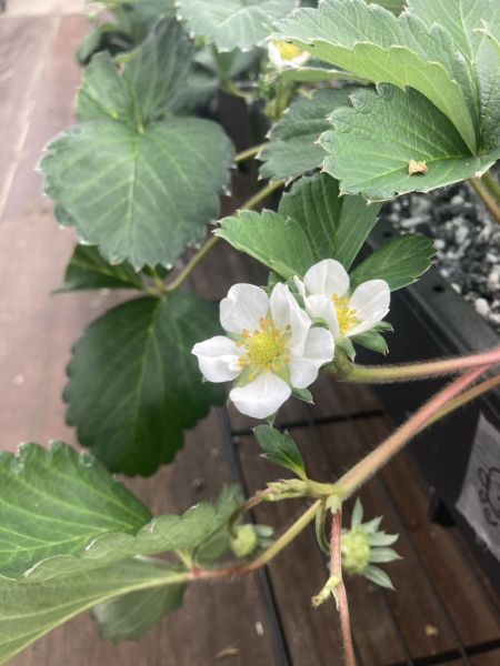 ③コンテナ栽培　花　縦