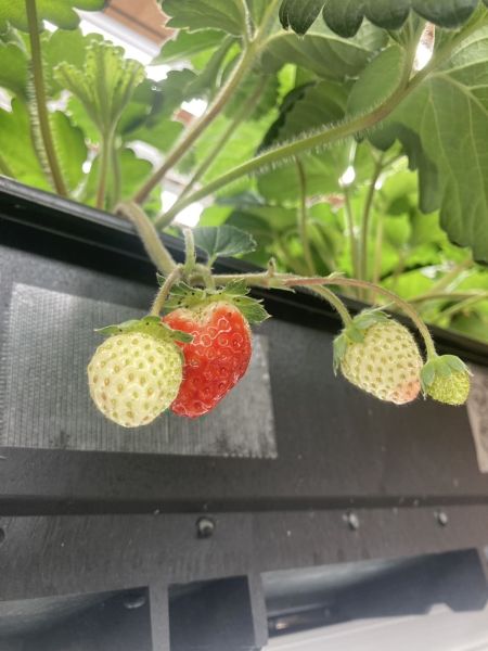 ④コンテナ栽培　いちごの実　縦
